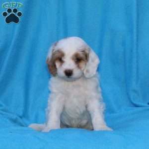 Smudge, Cockapoo Puppy